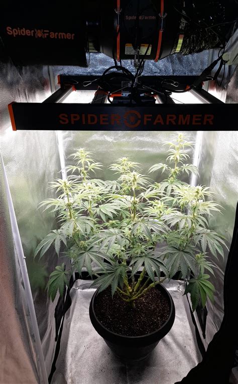 Nice light. : r/GrowingMarijuana .